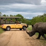 From Hazyview: Kruger National Park Full-Day Safari