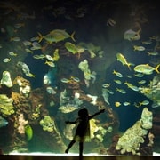 Biglietto d'ingresso all'acquario di San Sebastian e tour della città a piedi