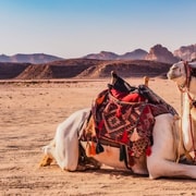 Von Amman oder dem Toten Meer aus: Petra und Wadi Rum 2-Tages-Tour