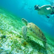 From Cozumel: Starfish, Stingrays and the Turtle Sanctuary
