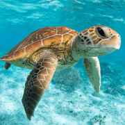 Riviera Maya: Tulum Guided Tour and Akumal Swim with Turtles