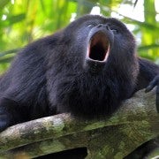 Estuario de Tamarindo: Excursión en Kayak por el Manglar del Mono Aullador