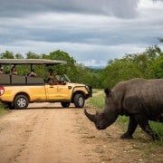 Desde Hazyview: Safari de un día por el Parque Nacional Kruger